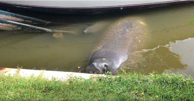 Manatee Deaths Hit Record, Our Town Sarasota News Events