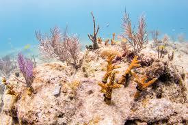 Mote Marine Coral Restoration, Our Town Sarasota News Events