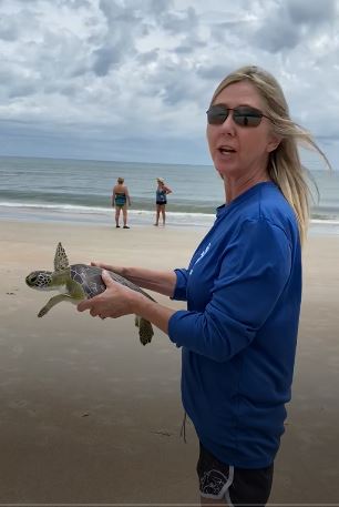 Mote Releases 7 Turtles, Our Town Sarasota News Events