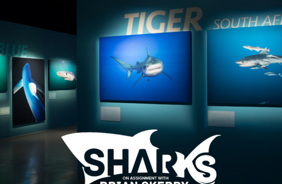 Mote Shark Exhibit-National Geographic, Our Town Sarasota News Events