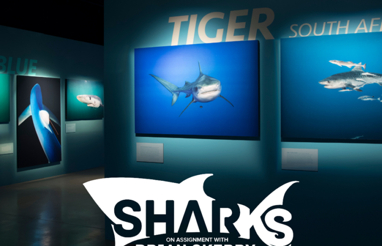 Mote Shark Exhibit-National Geographic, Our Town Sarasota News Events