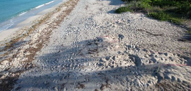 Mote Turtle Nesting Report June 2022, Our Town Sarasota News Events