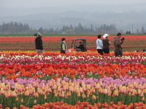 Tulip Festival Portland, Oregon, Our Town Sarasota News Events