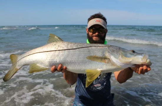 Snook and Redfish ban lifted, Our Town Sarasota News Events