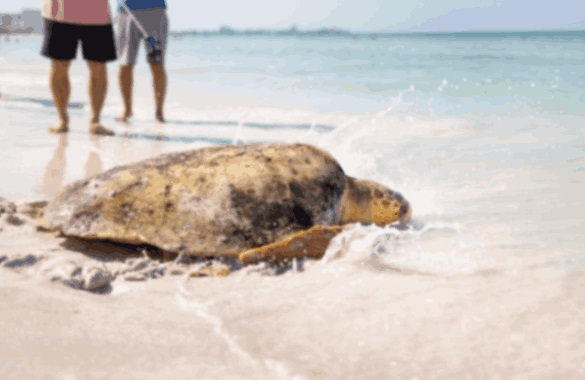 “Lilly” and “Farmer,” Turtles released from Lido Beach, Our Town Sarasota News Events