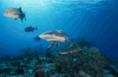 Mote: Reef Sharks Endangered, Our Town Sarasota News Events