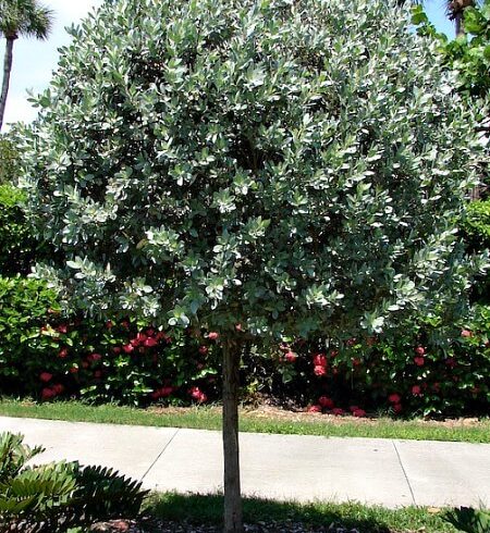 Tree Incentive:City of Sarasota, Our Town Sarasota News Events