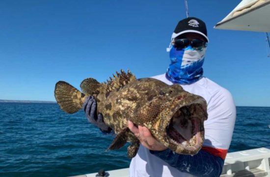 Mote Shows Decline in Goliath Grouper, Our Town Sarasota News Events