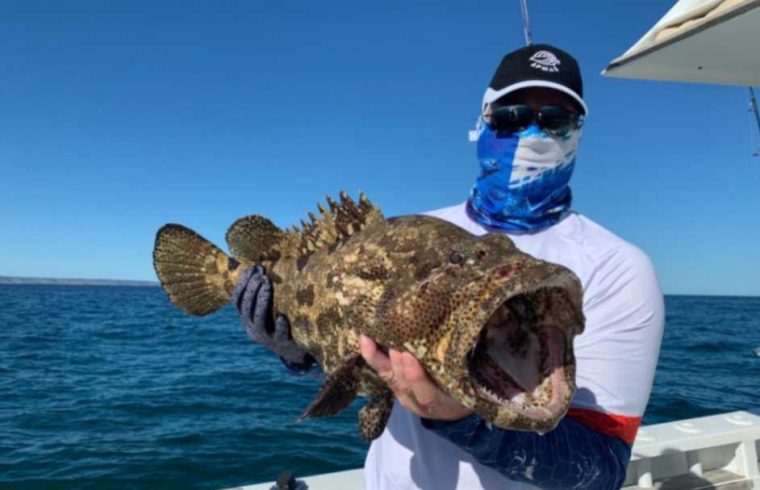 Mote Shows Decline in Goliath Grouper, Our Town Sarasota News Events