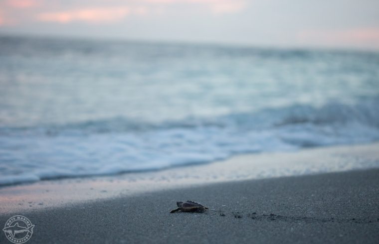 Season Total Sea Turtles 2023, Our Town Sarasota News Events