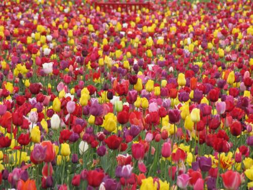Tulips mixed red yellow